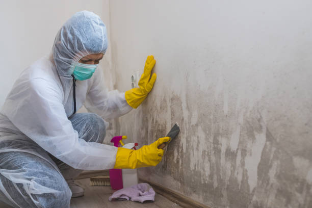 Best Mold Removal for HVAC Installations  in Central City, IL